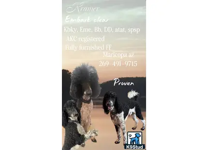 a group of poodle dogs
